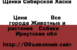 Щенки Сибирской Хаски › Цена ­ 20 000 - Все города Животные и растения » Собаки   . Иркутская обл.